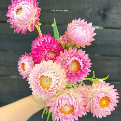 Strawflower Silvery Rose Seeds - Helichrysum Monstrosum