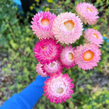 Strawflower Silvery Rose Seeds - Helichrysum Monstrosum