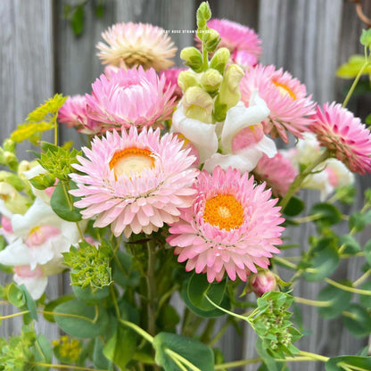 Strawflower Silvery Rose Seeds - Helichrysum Monstrosum