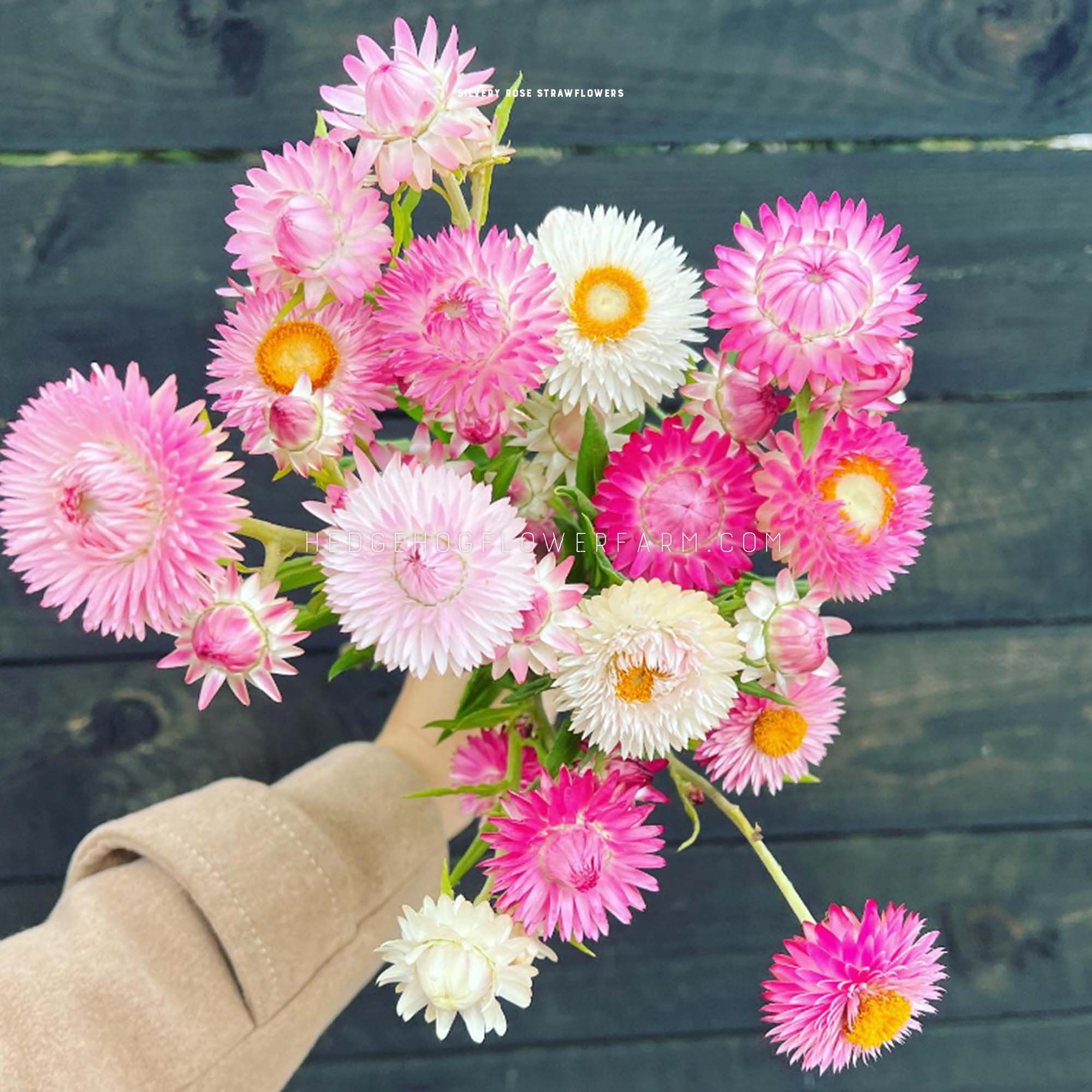 GardeningTreasures 100+ Silvery Rose Strawflower Seeds | Open-Pollinated Annual | Easy Grow