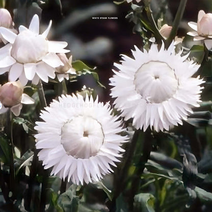 White Strawflower Seeds for sale from Hedgehog Flower Farm