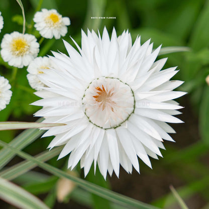 White Strawflower Seeds for sale from Hedgehog Flower Farm