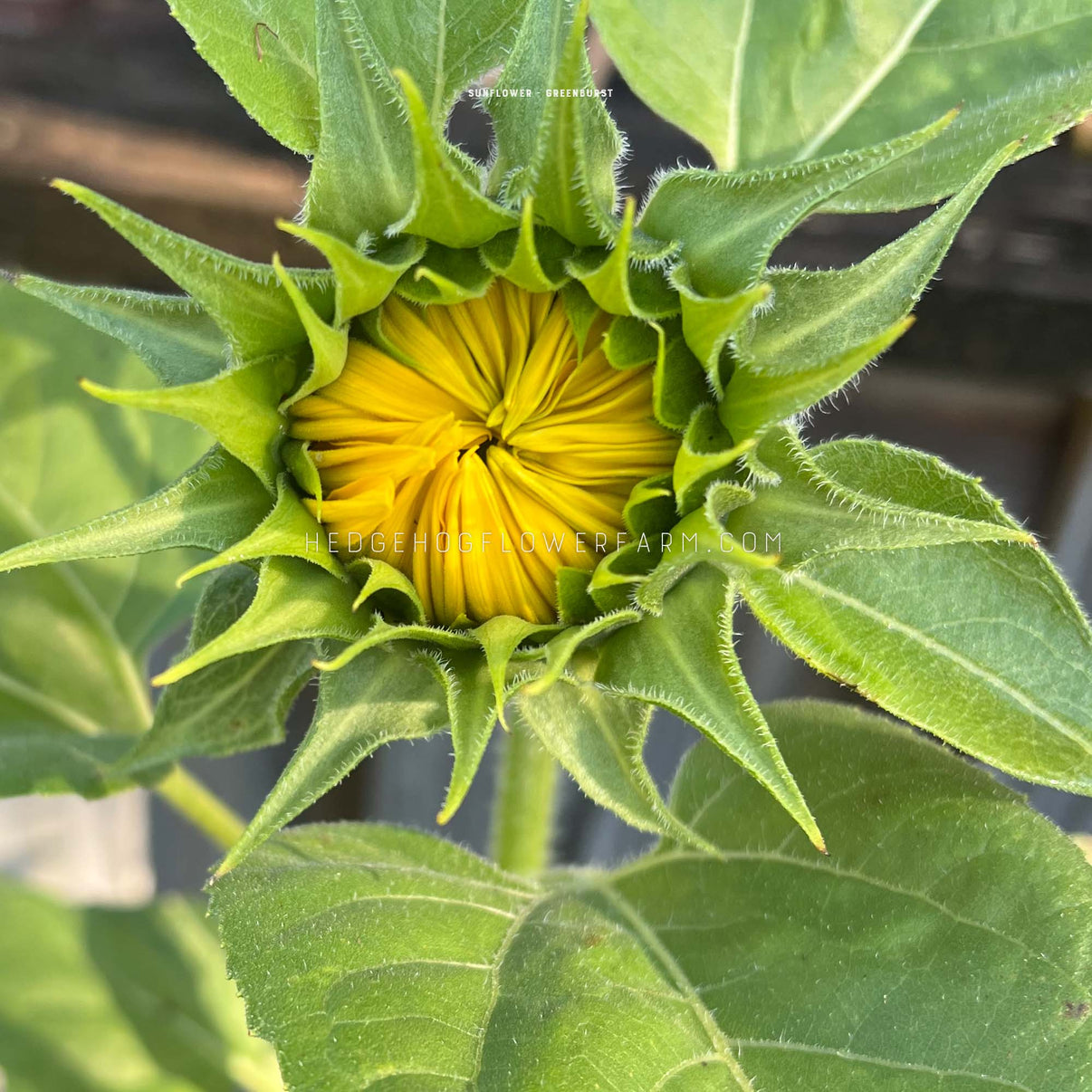 Sunflower Greenburst Happy Greencentered cut flower