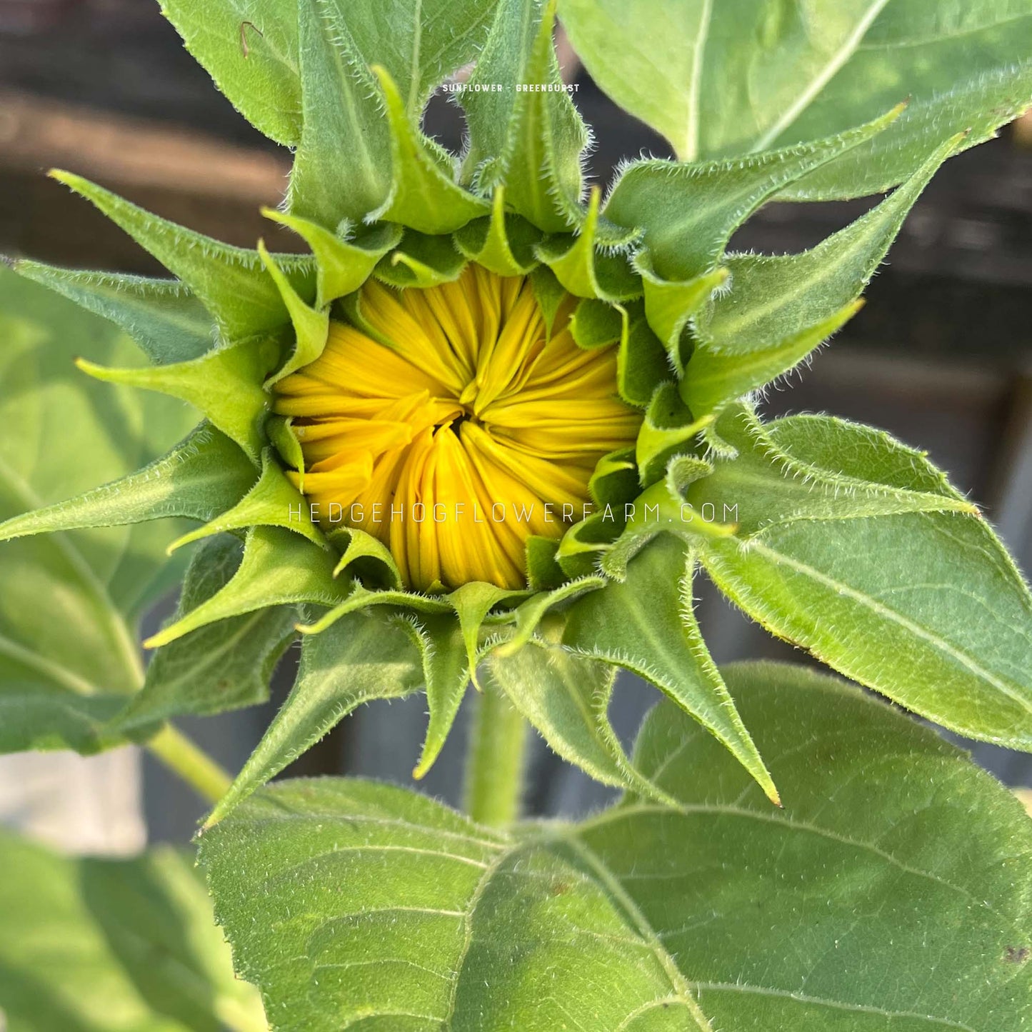 Sunflower Greenburst Seeds