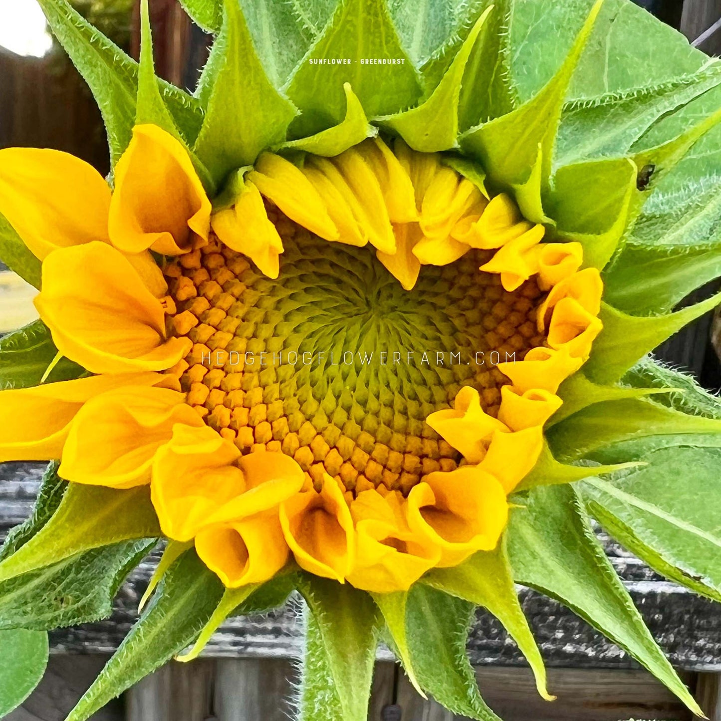 Sunflower Greenburst Seeds