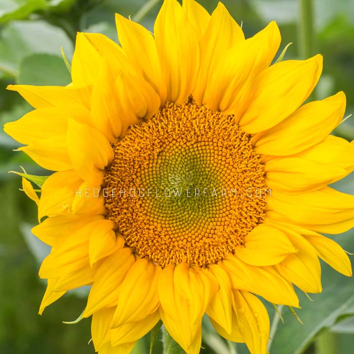 Sunflower Greenburst Seeds