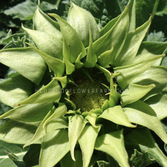 Up close image of Sunfill Green sunflower. Leafs look similar to aloe plant leafs.