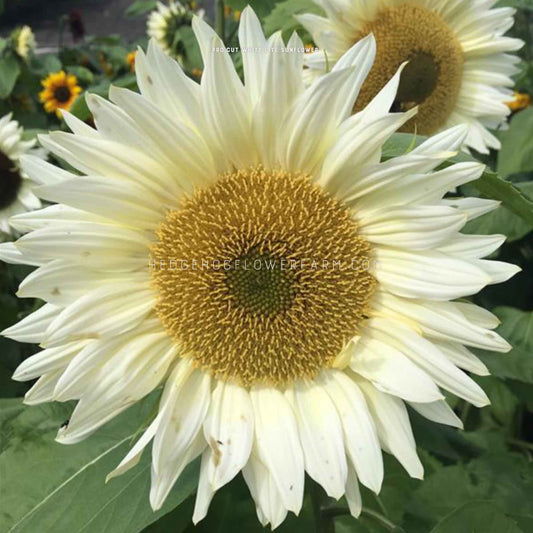 Giant white sunflower with yellow center.