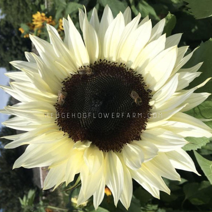 Big white sunflower. Brown center closeup.