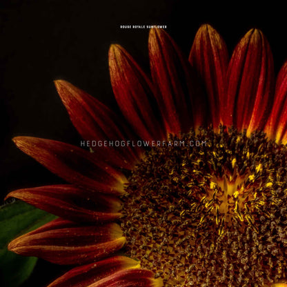 Close-up of a rouge royale sunflower showing red petals with slightly yellow tips outlining a dark brown center with yellow pollen. Background is black. 