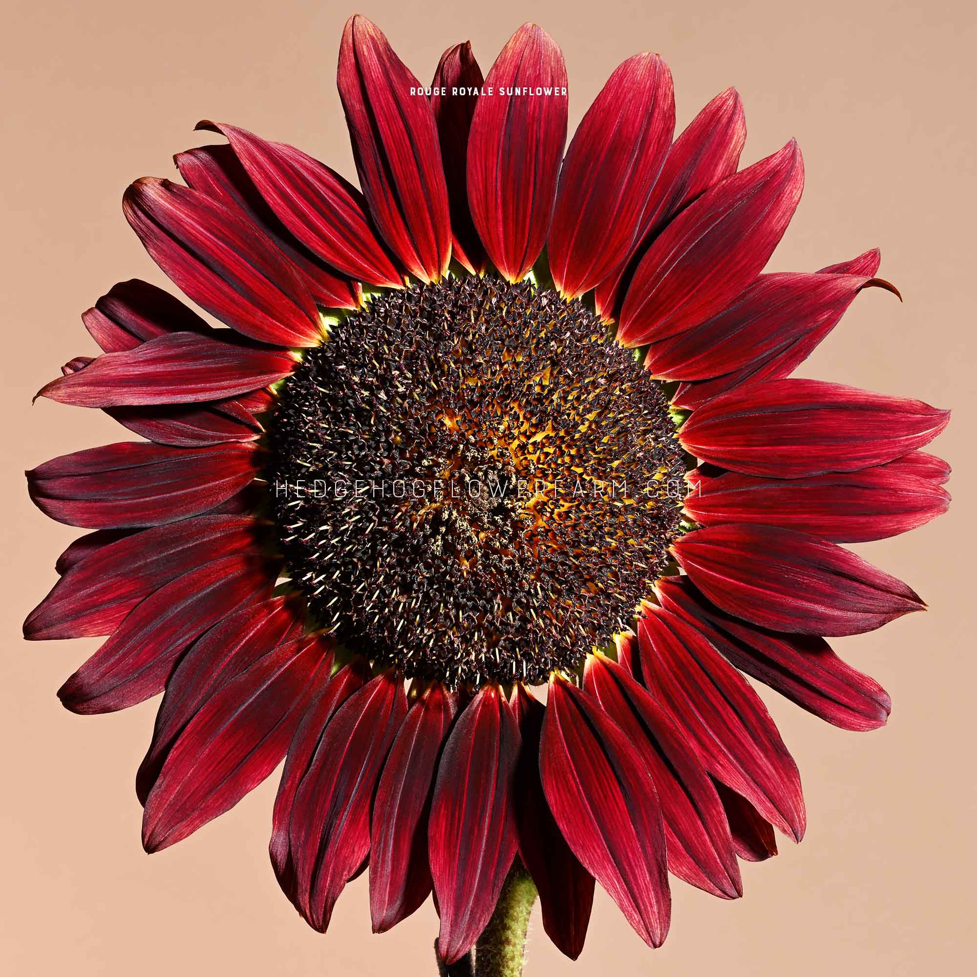 Red Sunflowe Sunflower Rouge Royale Seeds | Bold Red Sunflower – HedgehogFlowerFarm.com