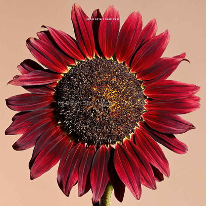 Close-up photo of rouge royale sunflower in bloom showing red petals outlining a brown center creating a full bloom. Background is a solid mauve color. 