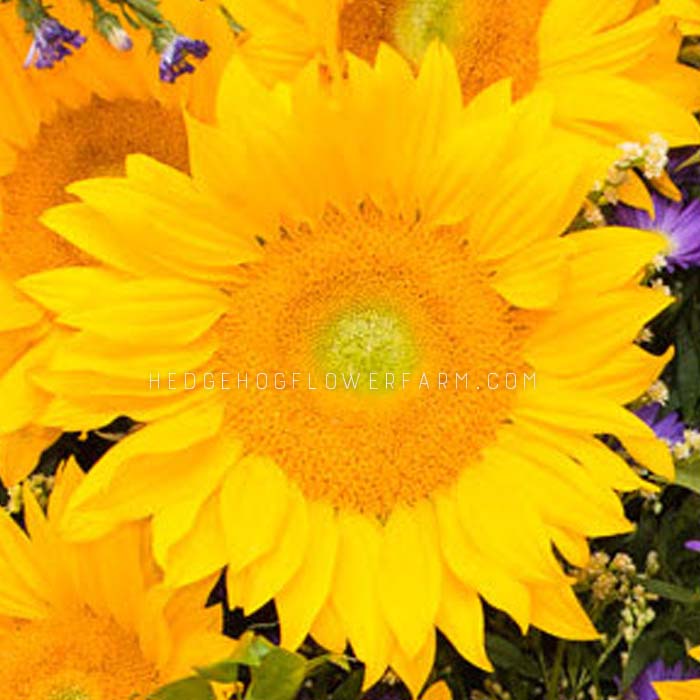 Sunflower Vincent Fresh Eye Light Seeds