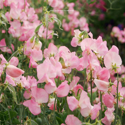 A field of mammoth salmon cream sweet pea flowers. The flowers are in shades of pink and in full bloom and have a delicate, ruffled appearance. The flowers are growing on tall, slender, green stems and are surrounded by green foliage.