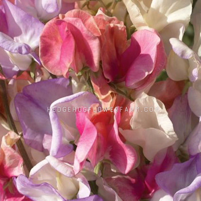 Upclose image of sweet pea incense mix. Beautiful mix of purple, pink, and white sweet pea flowers.