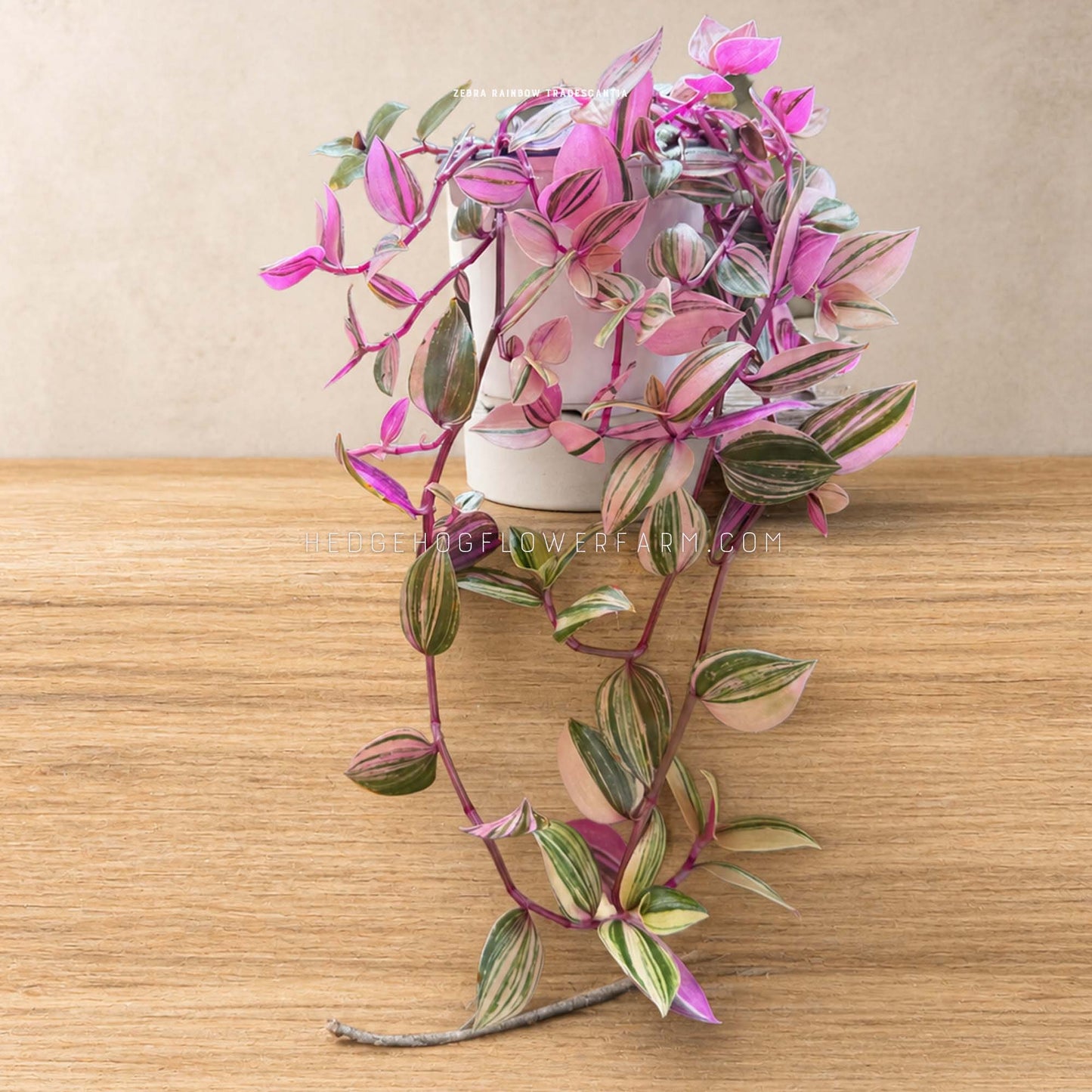 Tradescantia - Zebra Rainbow - Live Potted Plant