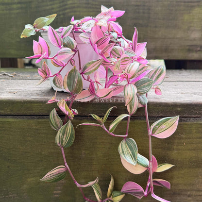 Tradescantia - Zebra Rainbow - Live Potted Plant