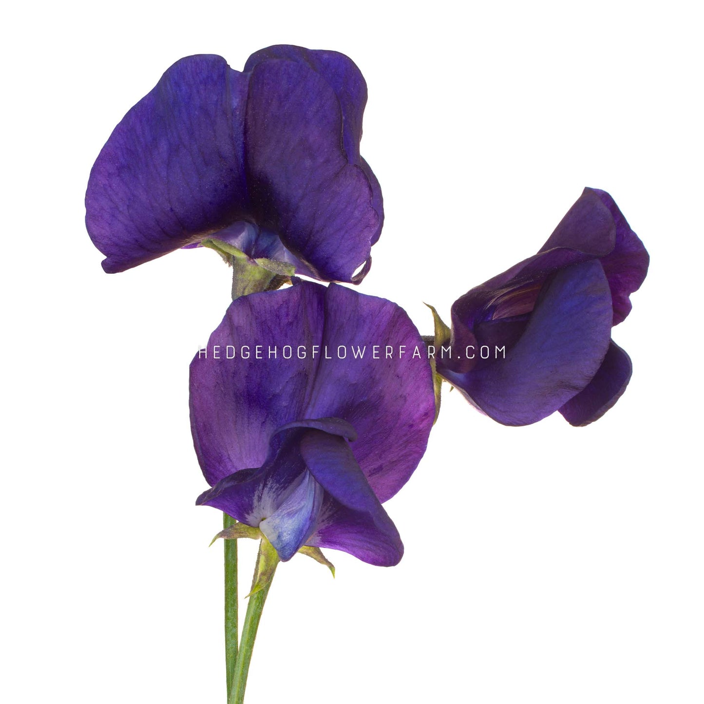 Sweet Pea Winter Sunshine Navy Seeds