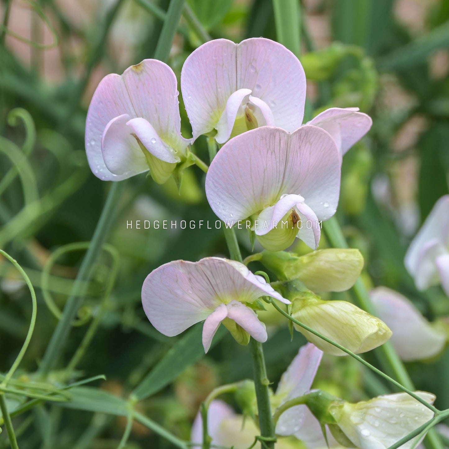 Sweet Pea Winter Sunshine Opal Seeds