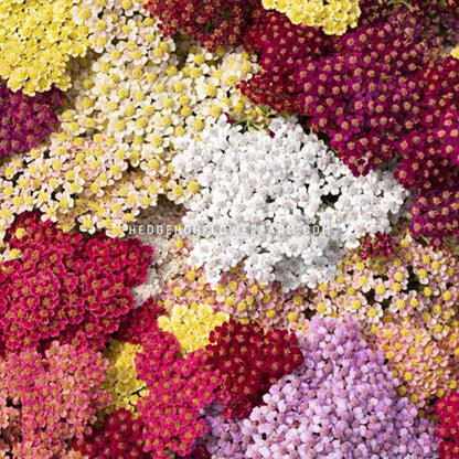 Top view photo of Yarrow Flowerburst Fruitbowl showing small colorful blooms in white, red, pink, lilac and yellow.