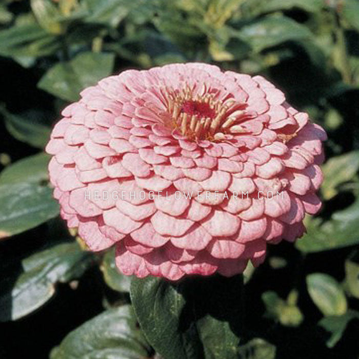 Up-close image of Zinnia Benary Giant Bright Pink flower. Giant dahlia like blooms. Bright Pink color.