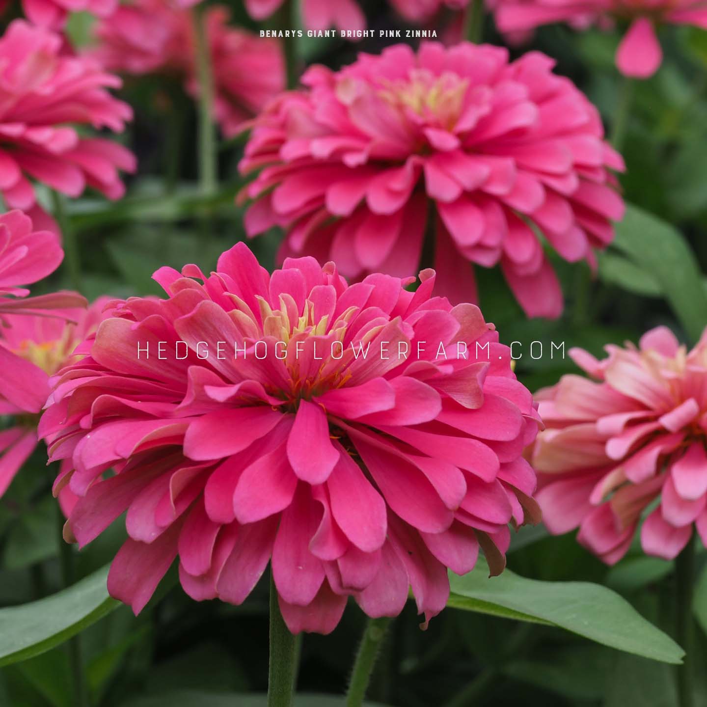 Photo of multiple Zinnia Benary's Giant Bright Pink flowers in bloom showing layers of bright pink petals creating large full blooms. There is one focal bloom in the front with the others blurred in the background. Background is dark green foliage.