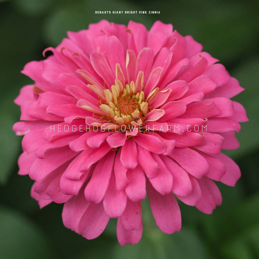 Close-up photo of Zinnia Benary's Giant Bright Pink flower in bloom showing layers of bright pink petals coming out from the center creating a large full bloom. Background is dark green foliage.