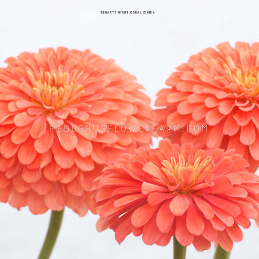 Close-up side view photo of multiple Zinnia Benary's Giant Coral flowers in bloom showing layers of coral colored petals coming out from a yellow center. Background is white.