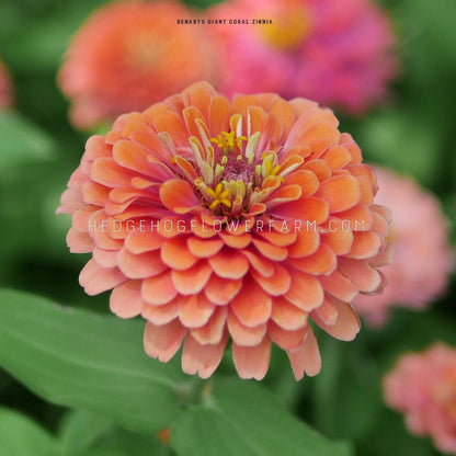Close-up photo of Zinnia Benary's Giant Coral flower in bloom showing layers of coral colored petals coming out from a yellow center. Background is green foliage with other blooms.
