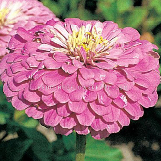 Up-close image of zinnia benary's giant lilac flower. Beautiful giant blooms with vibrant lilac hue.