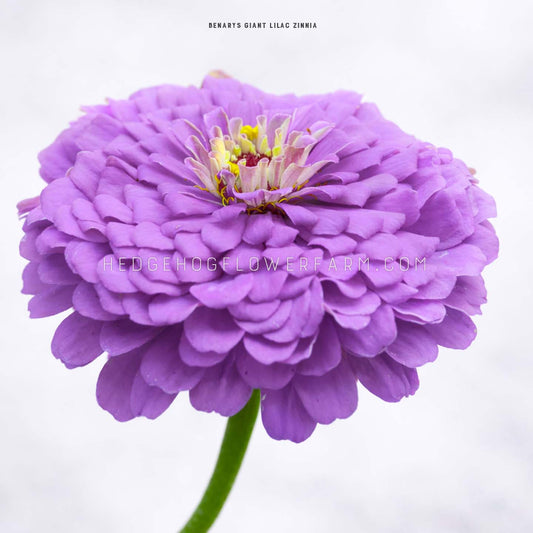 Close up photo of a single Benary's Giant Lilac Zinnia in bloom showing layers of lilac purple petals stacked and coming from a yellow and red center with a skinny green stem against a white blurred background. 