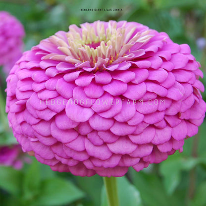 Close up photo of a single Benary's Giant Lilac Zinnia in bloom showing layers of lilac petals stacked and coming from a yellow and red center with a skinny green stem with blurred green foliage in the background. 