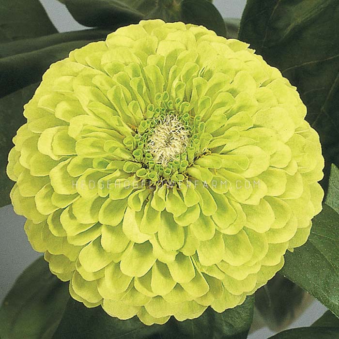 Zinnia Benary Giant Lime Seeds