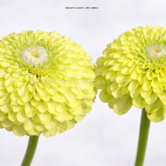 Close-up side view photo of two Benary's Giant Lime Zinnias showing large, bright green blooms with a center of light green and white a top a skinny green stem. The flowers are in full bloom and have many layers of petals. Background is white.