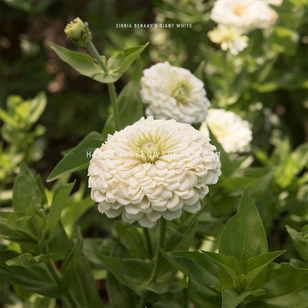 White Benary's Giant zinnia flower in bloom with green leaves on a blurred natural background of other white blooms