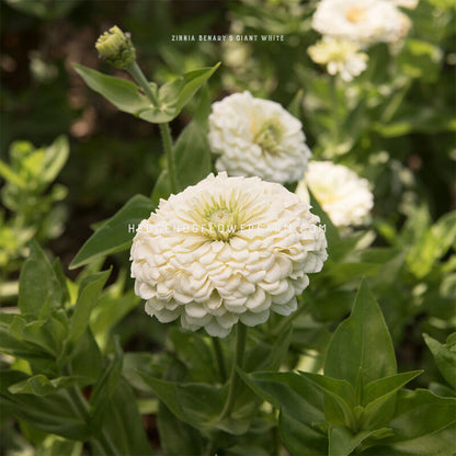 White Benary's Giant zinnia flower in bloom with green leaves on a blurred natural background of other white blooms