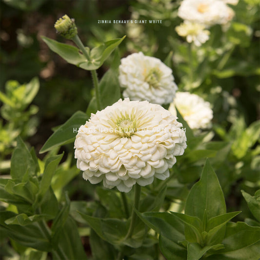 White Benary's Giant zinnia flower in bloom with green leaves on a blurred natural background of other white blooms