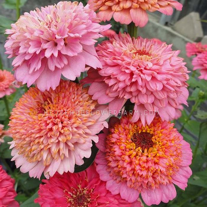 Zinnia Cupcakes Pink Seeds