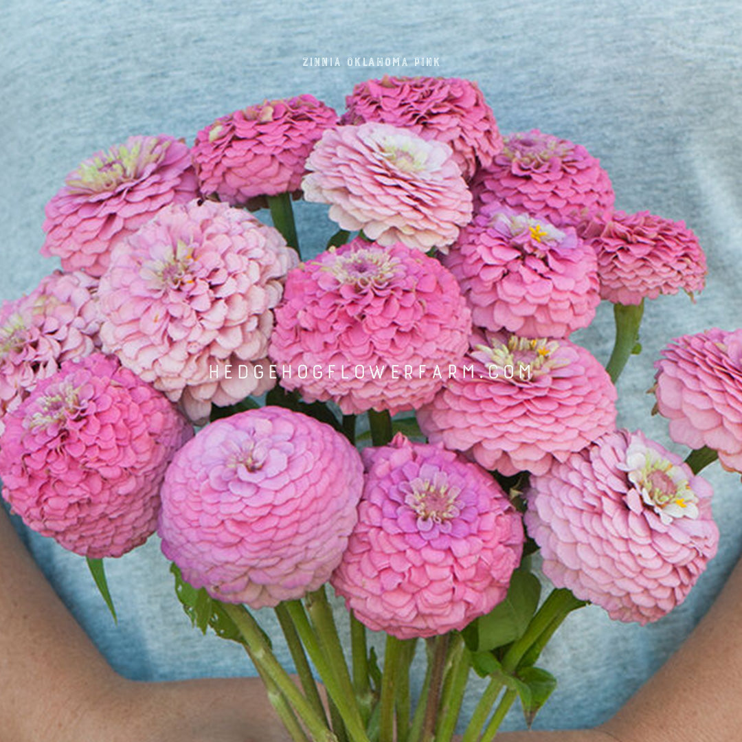 Bouquet of Oklahoma pink zinnia flowers in full blooms showing layers of stacked pink petals with yellow to pink centers being held by a person against a grey background