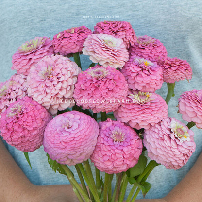 Bouquet of Oklahoma pink zinnia flowers in full blooms showing layers of stacked pink petals with yellow to pink centers being held by a person against a grey background