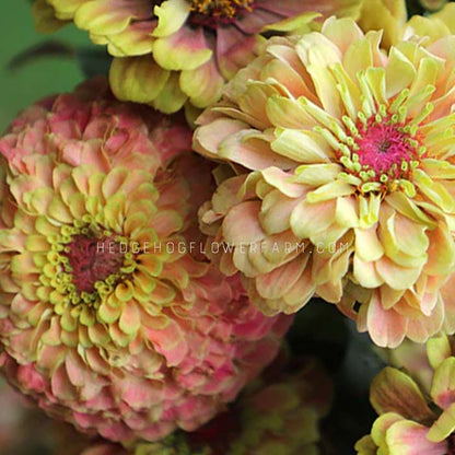 Zinnia Queeny Lime Blotch Seeds