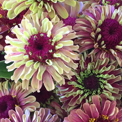 Zinnia Queeny Lime Red Seeds