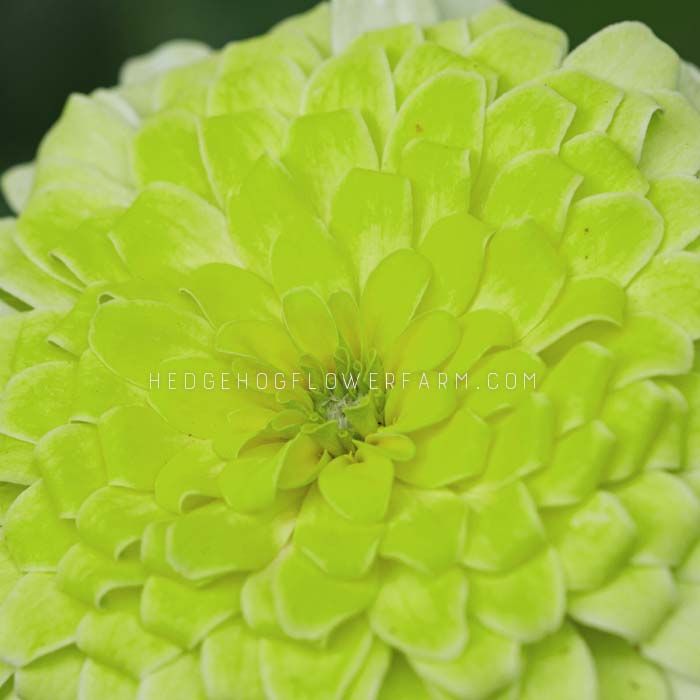 Zinnia Queen Lime Seeds