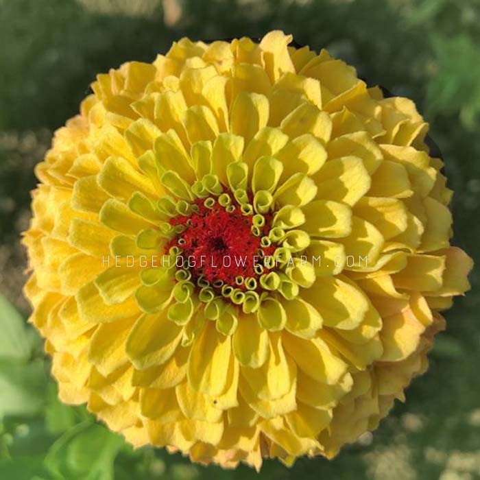 Zinnia Queeny Lemon Peach Seeds