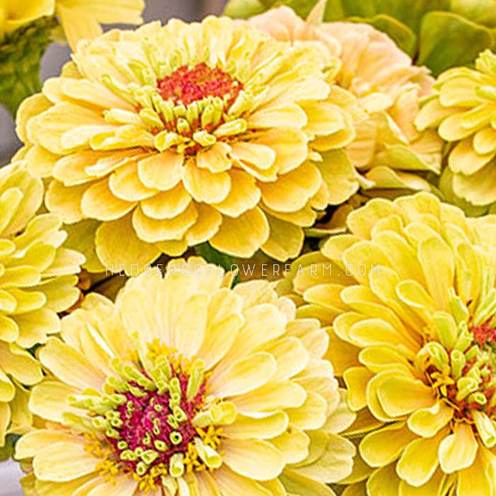 Zinnia Queeny Lemon Peach Seeds