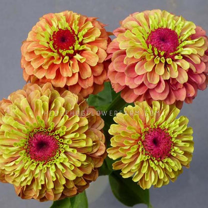 Photo of four vibrant queen lime orange zinnia flowers with a mix of peach, orange, yellow and green petals. The center of each flower is a deep pink color. Background is dark grey. 