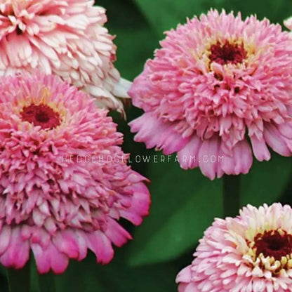 Zinnia Zinderella Lilac Seeds