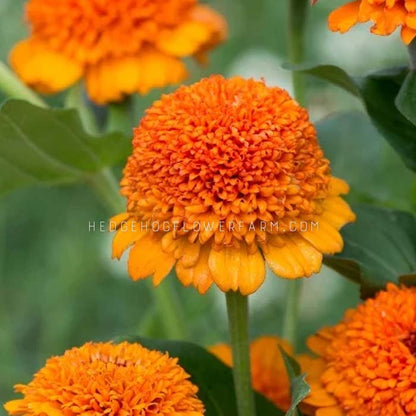 Close-up side view photo of a bright orange zinderella orange Zinnia flower with a pom-pom shape. The flower has a fuzzy look and is surrounded by green foliage.