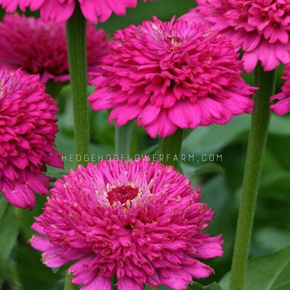 Zinnia Zinderella Purple Seeds