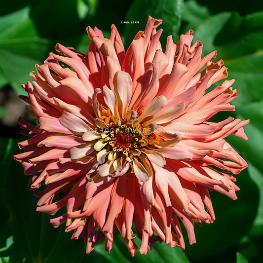 Zinnia Agave Seeds